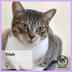 Trish gato hembra